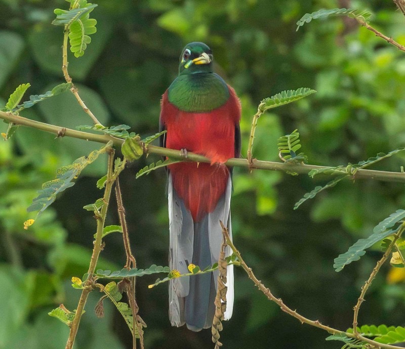Narina Trogon